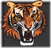 tigres (13)