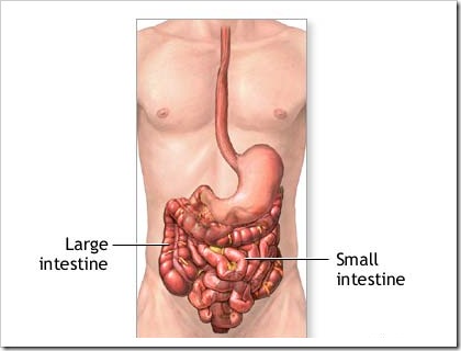 small intestine and Large intestine