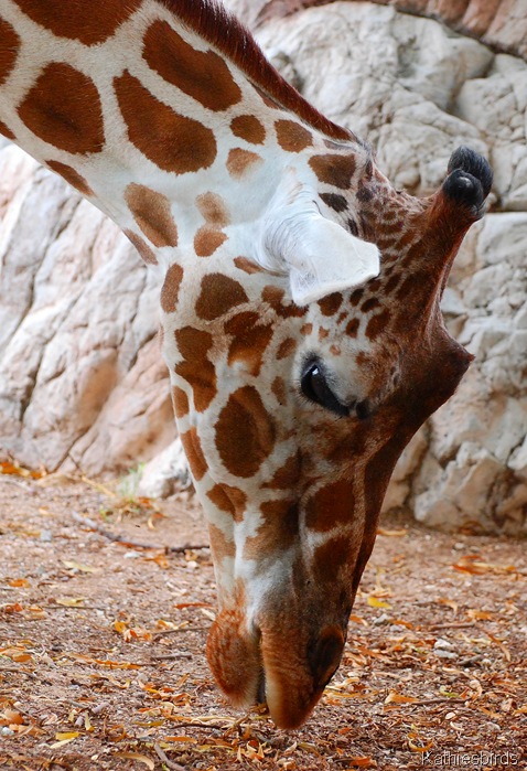 6. giraffe-kab