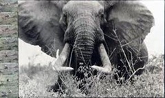 charging bull elephant
