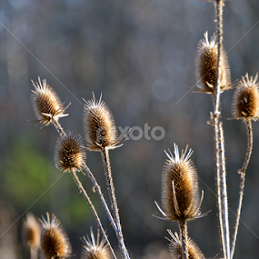 Teasel by Hugh Hazelrigg - Nature Up Close Other plants