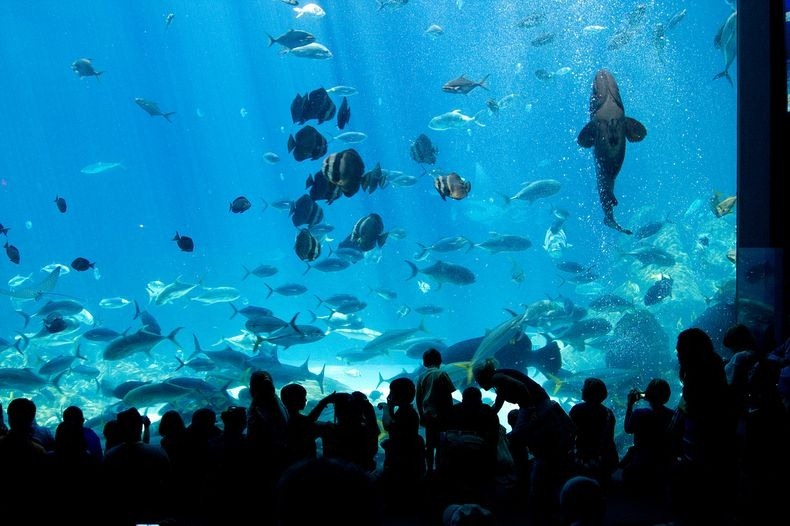 Georgia Aquarium: The Largest Aquarium in the World | Amusing Planet