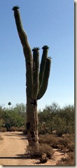 saguaro 6-4-2012 8-22-40 AM 910x2005