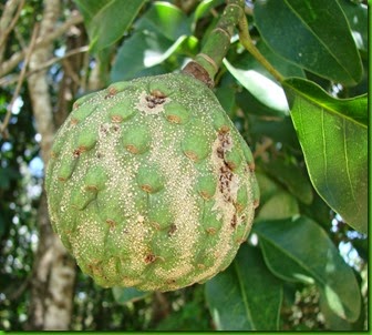 Magnolia ovata