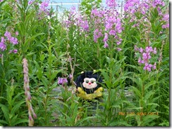 Bumble likes the fireweed and so do her friends.  They just move around a lot faster.