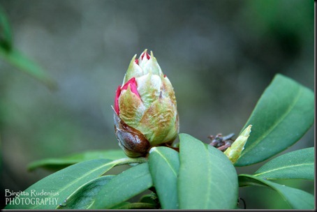 blom_20120516_rhododendron1