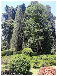 Королевский ботанический сад. Канди. Шри-Ланка. Фото Холоденина А. www.timeteka.ru