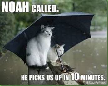rainy cats