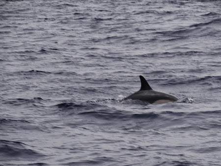 06. Delfini la Punta Delgada.JPG