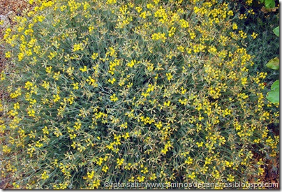 1190 S.Bartolomé-Arteara(Corazoncillo plateado) 1190 S.Bartolomé-Arteara(Corazoncillo plateado)