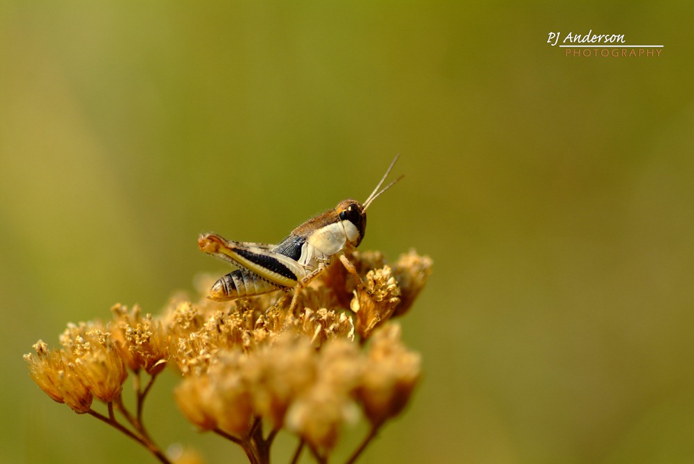 [Grasshopper-Edit%255B5%255D.jpg]