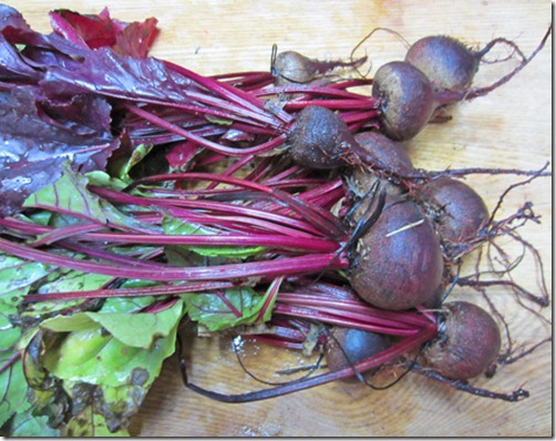 Red Ace and Bull's Blood beets