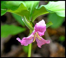 04 - Spring Wildflowers - Trillium - Catesby's - beginning to turn pink
