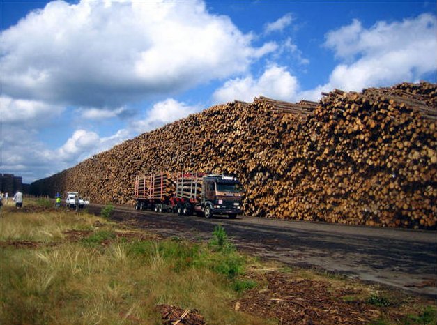 Byholma-Largest-Timber-Storage-World-5.jpg