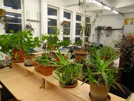 26. Jungla din Budapesta.JPG