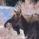 Moose