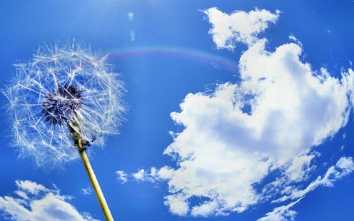 How to download Dandelion wallpaper 1.0 apk for bluestacks