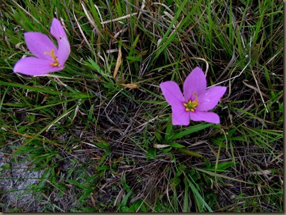 prairie flowers