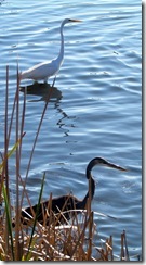 Great Egret and Blue Heron posing