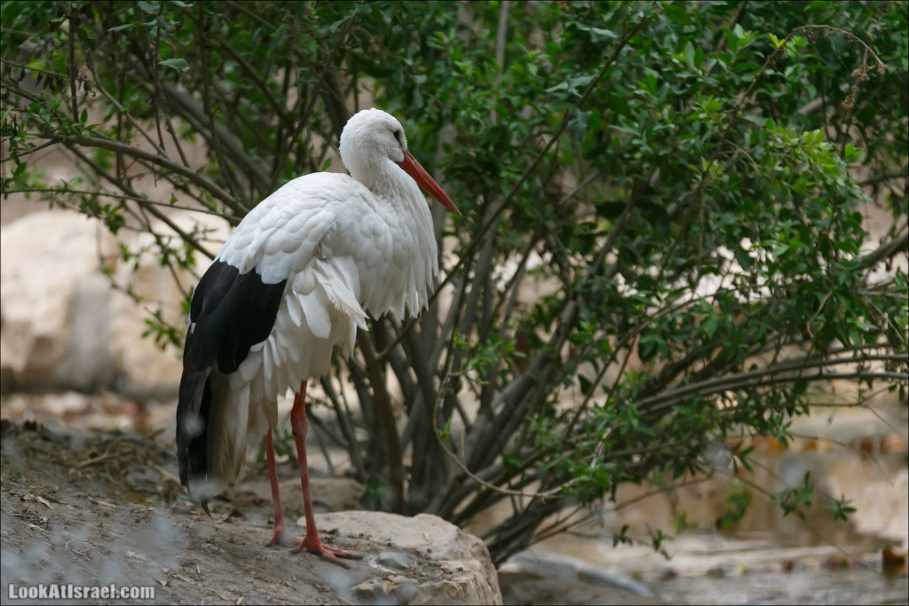 Ган Гуру - парк с кенгуру и другими австралийскими животными | Gan Guru | גן גורו | LookAtIsrael.com - Фото путешествия по Израилю