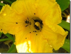 včely na květu a matečniky 183