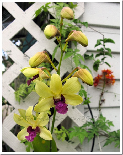 04-29-d-orchids1