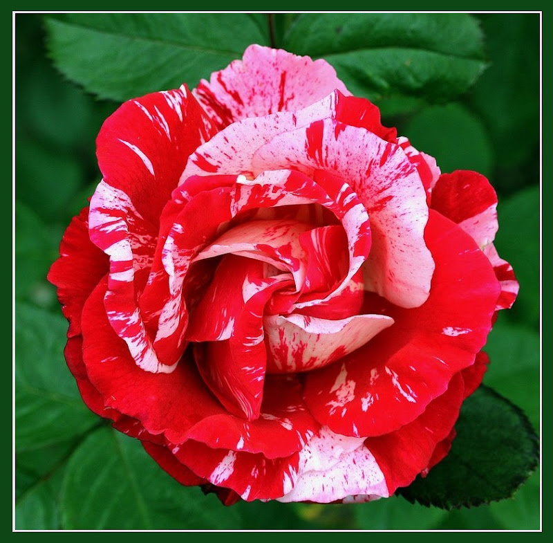 Розы бело красные название
