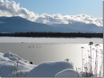 Swans on the Frozen Fraser River