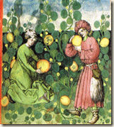 Récolte de melons BnF, ms latin 9333, folio 19