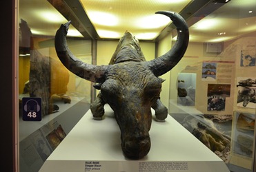 the mummified steppe bison, Blue Babe