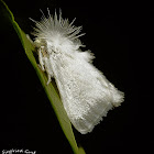 White Moth