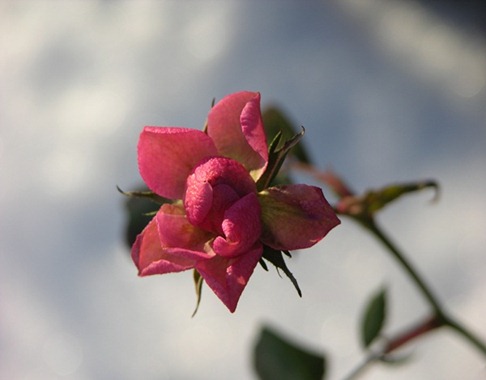 1 rosen blommar