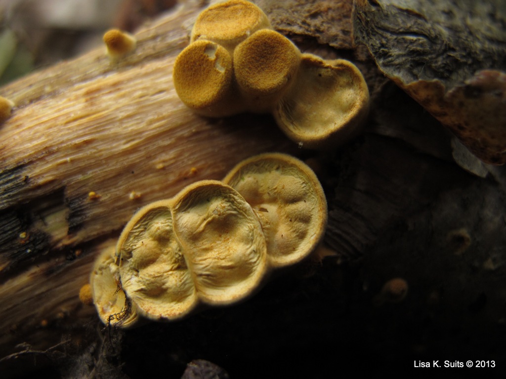 [birds-nest-telegraphing10.jpg]