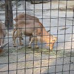 ram at ueno zoo in Ueno, Japan 