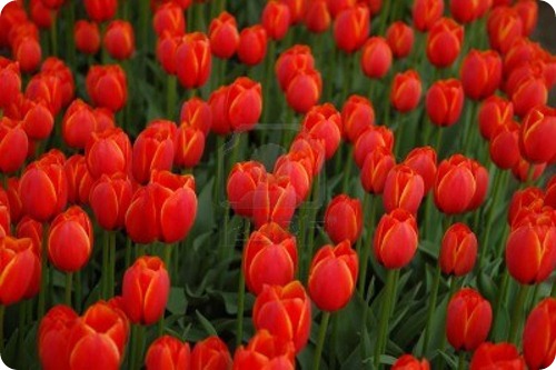 tulipano-rosso-campo