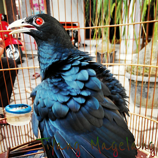 Burung tuwu,si burung misteri nan mahal burung tuwu mempesona