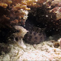 Mushroom Coral Eel