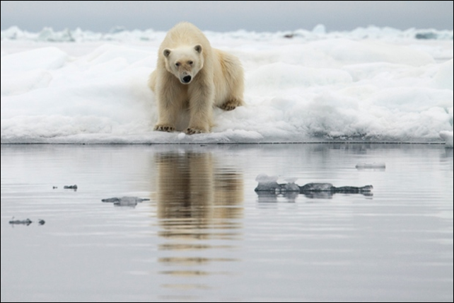 A polar bear is perched on the edge of an ice floe. While watching a polar bear gorging on birds' eggs high on the cliffs, due to lack of ice and opportunity to fish, the effects of climate change hit home. 'It's painful to see the devastation,' Seaman says. 'To know what is being lost, and what we may not get back.' Photo: Camille Seaman