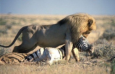 Löwe mit Zebra