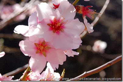 7451 La Goleta-La Candelilla(Flor Almendro) 7451 La Goleta-La Candelilla(Flor Almendro)