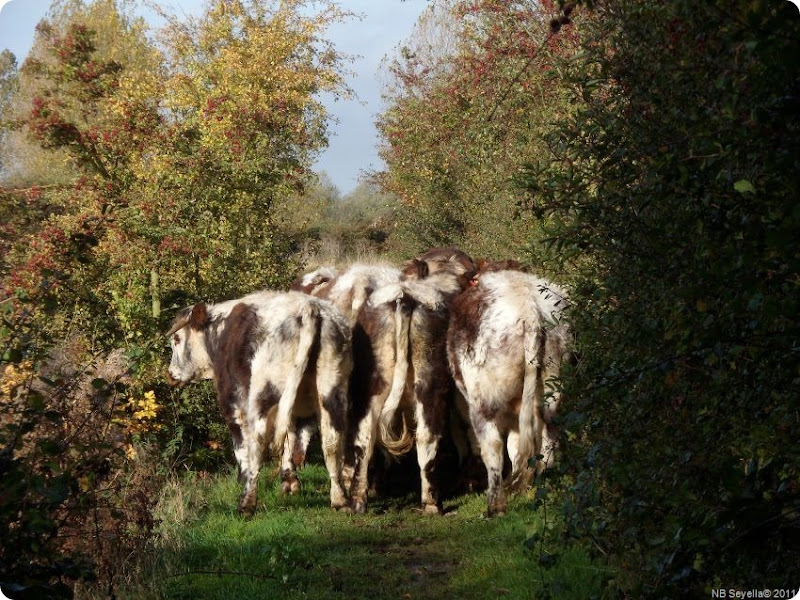 Z..SAM_0001 Bullocks on Towpath