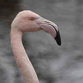 pentax_ks1_0699_nature_flamingo_55_300mm_1418209440.jpg