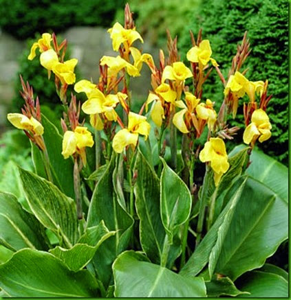 Canna indica Stripped Beauty
