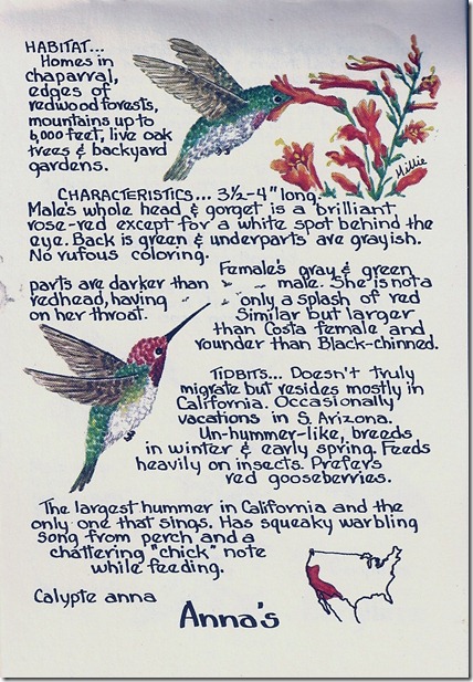 Anna's hummingbird description