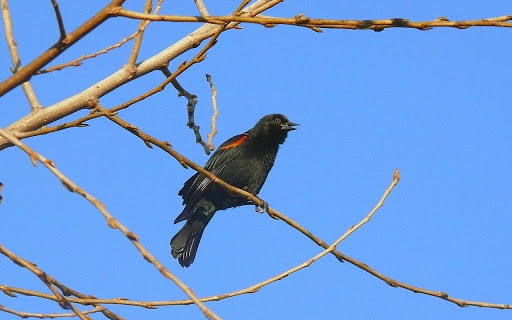 cendrier simca 6 longwy.jpg