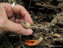 Pseudocolus fusiformis egg in hand Pseudocolus fusiformis egg in hand