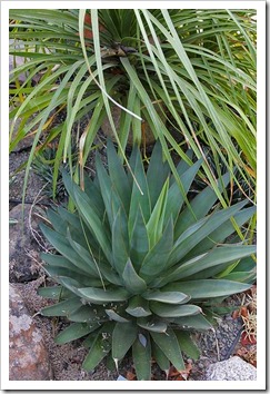 110916_Agave-Blue-Glow