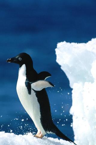 Pengiun-flying-iphone