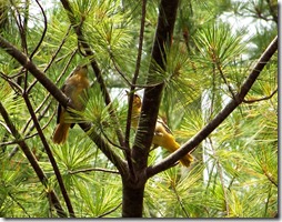 female Oriole with young