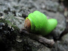 fat green caterpillar head